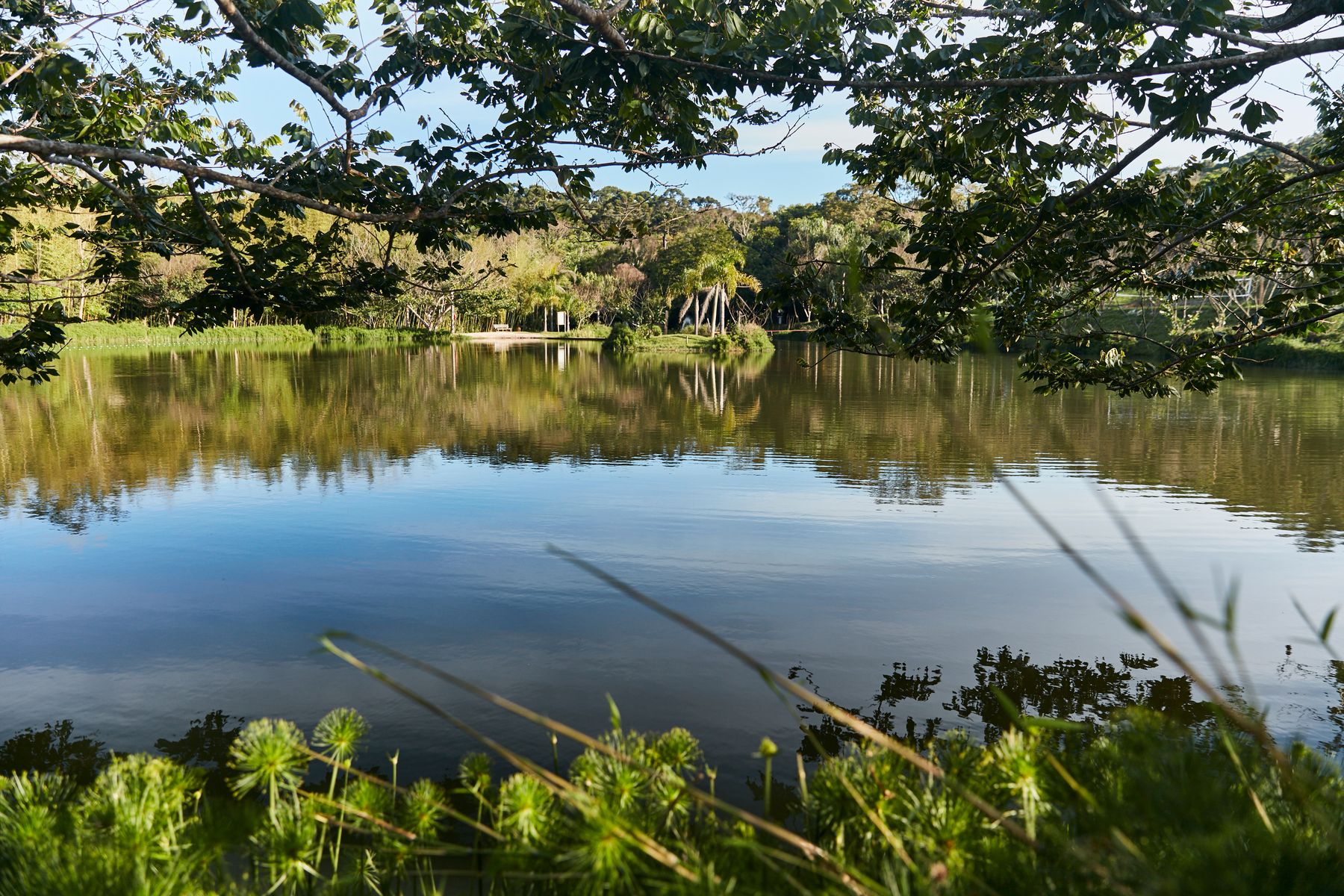 Lago da Reserva refletindo a mata, emoldurado por galhos de árvore