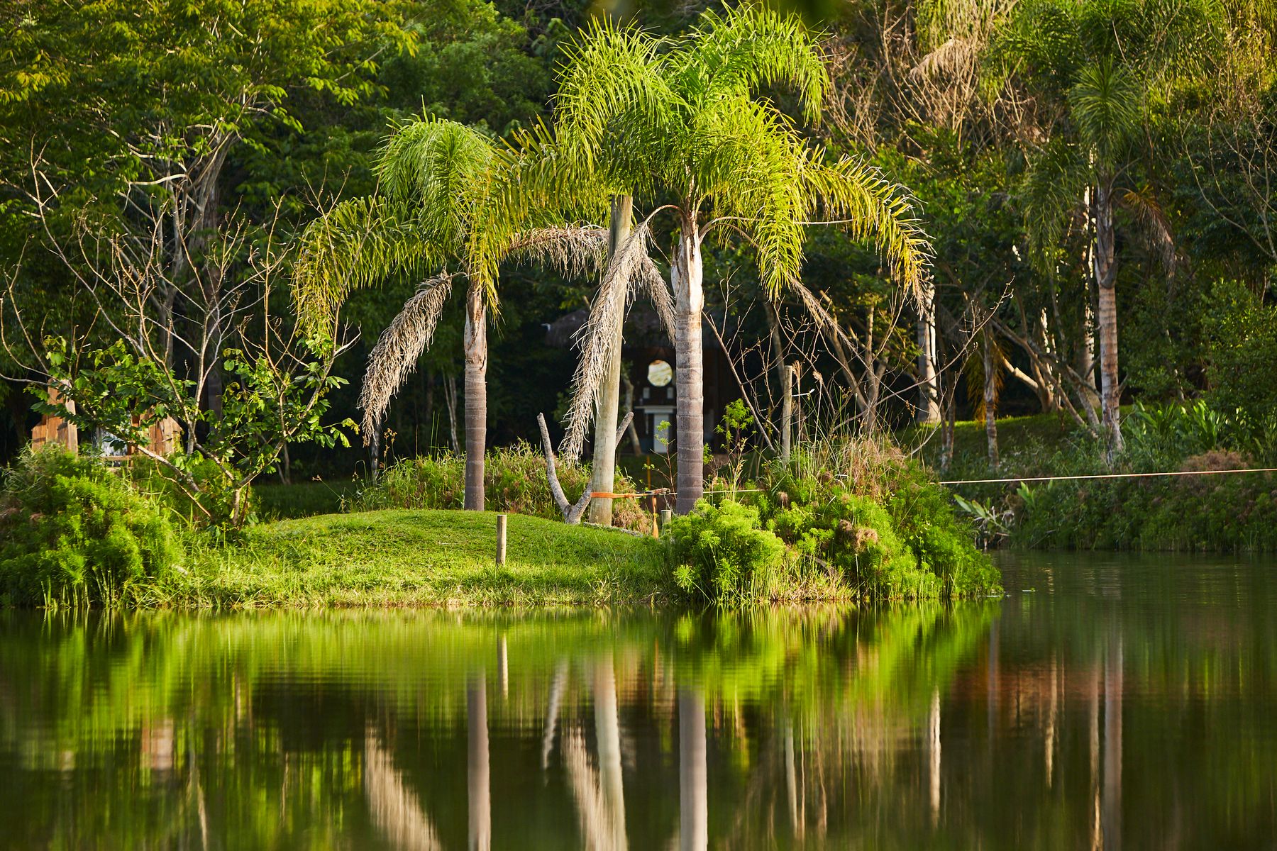 Palmeiras refletidas no lago em fim de tarde