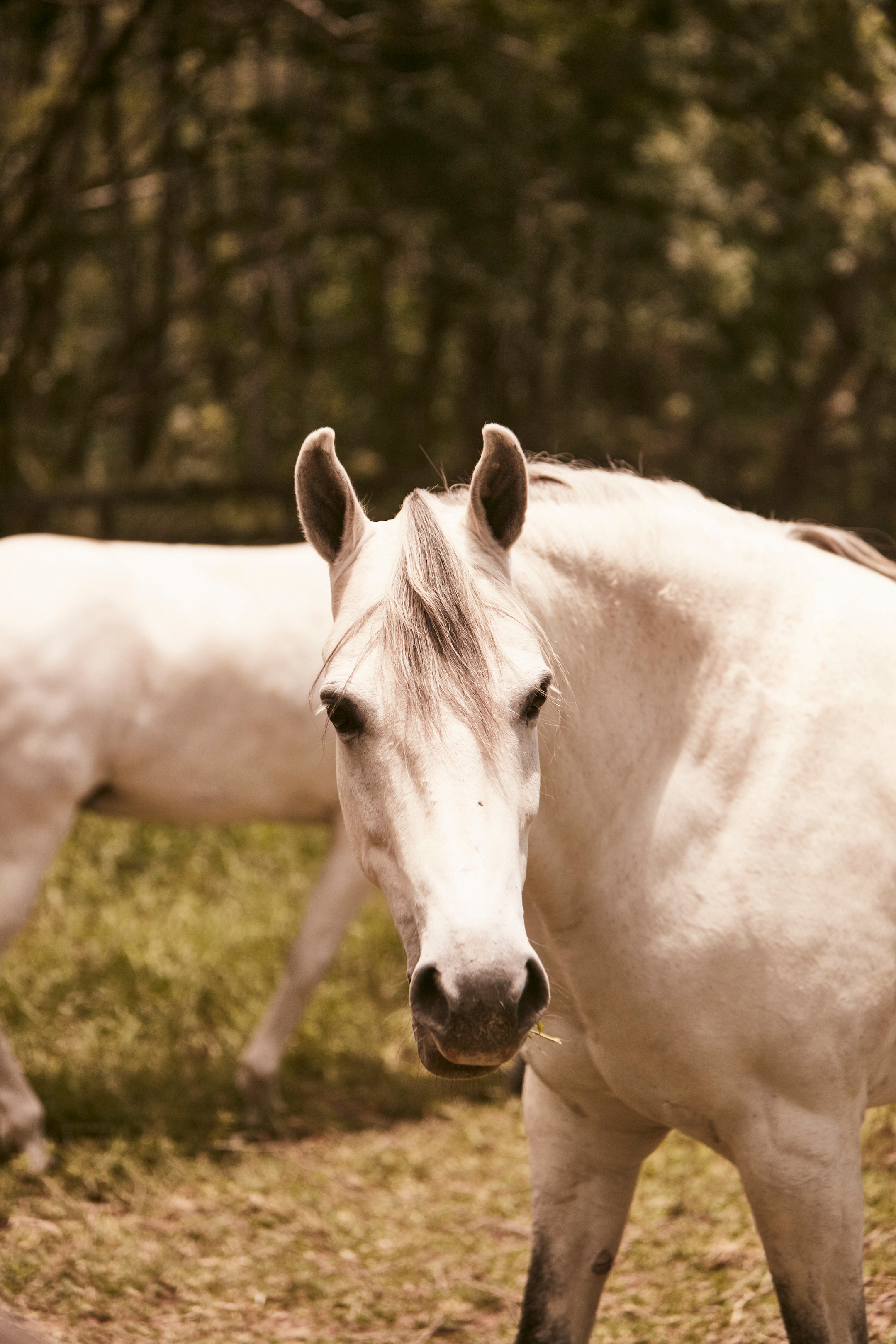 Cavalo branco na hípica da Reserva